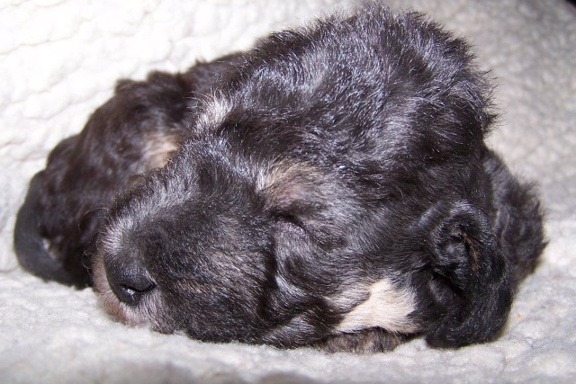 Arc-en-ciel Arlequin 06.02 (16).JPG